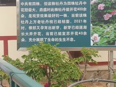 -曹州百花园