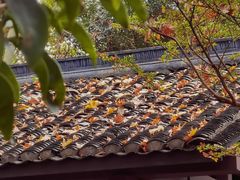 -杭州植物园