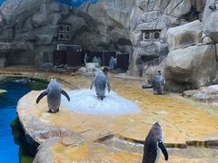 -香港海洋公园
