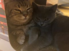 -猫咪派对(江南西店)