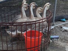 -辉弟鹅肉店