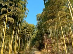 -东明山森林公园