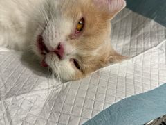 -艾吉宠物医院·疑难杂症转诊中心·猫友好(碧江路院)