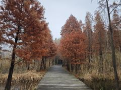 -溱湖国家湿地公园