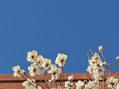 -北京市海淀外国语实验学校