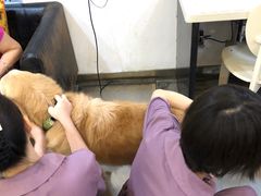 -严国平动物医院(德政总院)