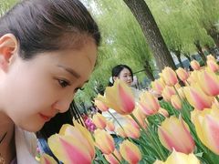 -洛阳郁金香牡丹园