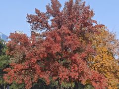 -巴犀烧烤(新崇光店)