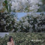 魔都攻略｜藏在大学校园的白色小众花海，超清新超日系！