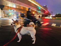 -PETKIT小佩宠物(古北店)