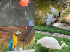 -西霞口神雕山野生动物世界