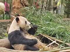 -都江堰中华大熊猫苑