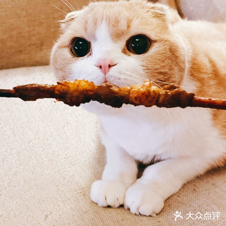 烧烤和春晚最配了