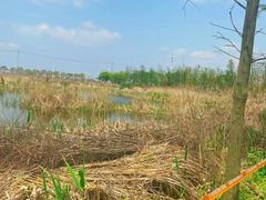 -春花秋色城市公园