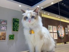 -藏猫猫咖啡主题馆(中央大道店)