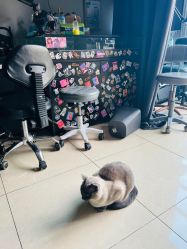 -见雾TATTOO STUDIO