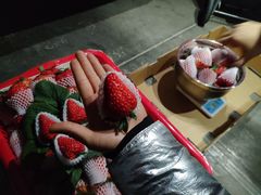 -菜园坝水果市场