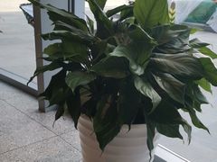 -麦当劳(北苑秋实路店)