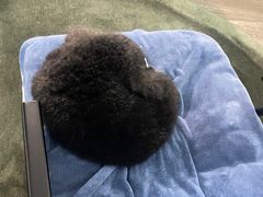 -汪小喵宠物·戴维斯乐芳希施宠馨宝皮毛调理洗护店