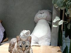 -Cappucimeow猫咪咖啡馆(韦伯时代店)