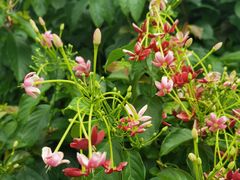 -海南铜鼓岭景区