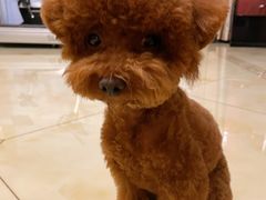-FAELING PETS美天灵宠物(富力广场店)