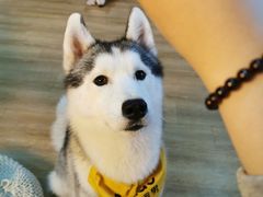 -Husky Go! 哈士奇体验馆·宠物咖啡厅狗咖