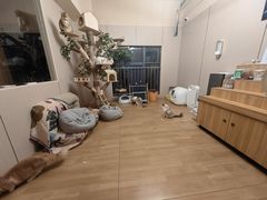 -唐小姐の私宠·宠物洗护美容·撸猫馆·购宠(周浦万达旗舰店)