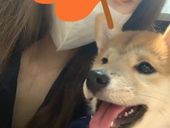 -逗柴咖啡屋·狗咖猫咖宠物桌游