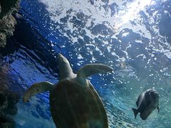 -上海海洋水族馆