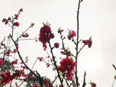 -常德桃花源景区