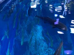 -迪拜水族馆及水下动物园