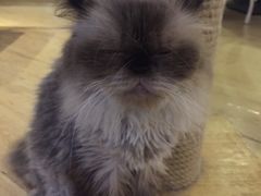 -喵园·猫主题咖啡厅·撸猫·猫咖(国贸店)