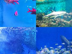 -海合安武汉极地海洋公园