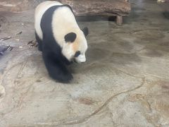 -海南热带野生动植物园
