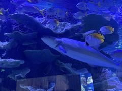 -左海海底世界