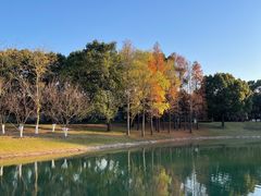 -上海共青森林公园