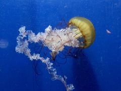 -烟台海昌鲸鲨海洋公园