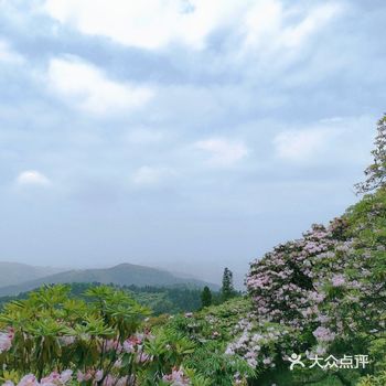 昨天刚举行了杜鹃节的华顶，今天天气晴朗，微风不燥