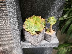 -秦宝雪花牛肉养生火锅(大兴九臻店)