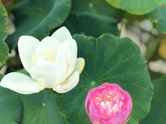 -莲花池公园