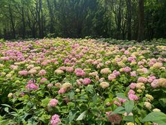 -上海滨江森林公园