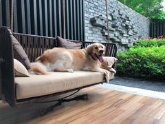 -上海崇明金茂凯悦酒店