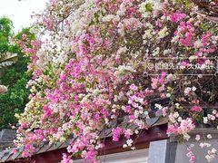 -深圳国际园林花卉博览园