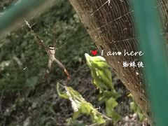 -藏龙百瀑风景区