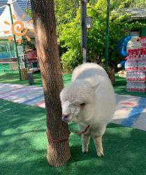 -萌宠亲子动物乐园(槐房万达店)