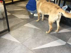 -久久宠物(河东万达店)