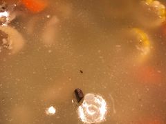 -博林天瑞喜来登酒店·西丽尚膳