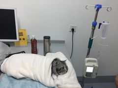 -达爱动物医院·犬猫分区·CT·复杂眼科(远洋山水分院)