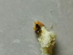 -好利来(北美N1店)